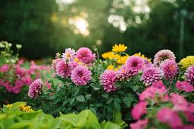 Beautiful Flower Garden With Blooming