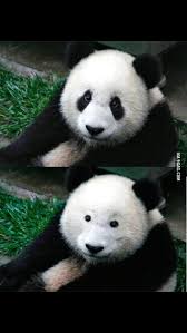 a panda without their black stains in