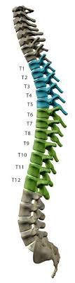Levels Of Injury Understanding Spinal Cord Injury
