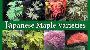 anese maple varieties you