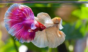 the 5 best tank mates for betta fish 5