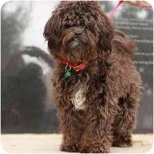 A combination of the newfoundland and the poodle, the newfypoo is a sweet and fluffy companion that the whole family will enjoy. Denver Co Shih Tzu Meet Schnoodle A Pet For Adoption