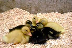 Raising Baby Ducks For Beginners