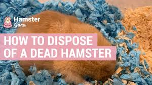 How To Dispose Of A Dead Hamster