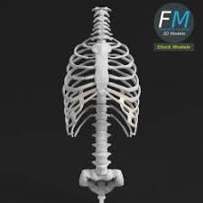 It is not unusual for people with trisomy 21 (down syndrome) , for example, to have an extra or a missing pair of ribs, and the rib abnormalities in these cases rarely. Rib Cage Human 3d Models Stlfinder