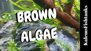 how to destroy brown algae diatoms
