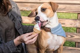 can dogs eat ice cream vets weigh in