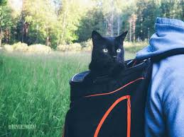 cat backpacks for adventuring with your