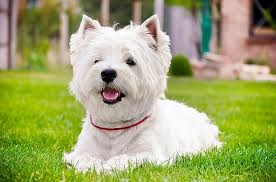 The advertiser should allow you to personally see the puppies with the. Westie Rescue Scheme