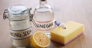 Does Vinegar Kill Mold Mold Safe