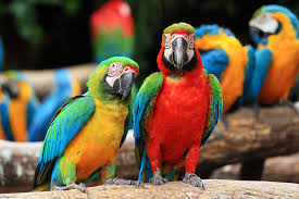 516372 full size macaw rare gallery