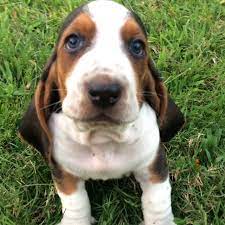 The akc originally recognized this dog breed in 1935 as a member of the hound class. Best Akc Basset Hound Puppies For Sale In Bristol Tennessee For 2021