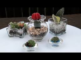 Create Succulents In Glass Containers