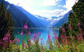 beautiful nature mountain lake flowers