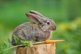 Keep Rabbits Out Of Garden 10 Tips