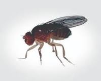 What do fruit flies love the most?