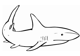 User has a lot freedom within the printing process. Coloring Page Shark Free Printable Coloring Pages Img 12837