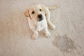 how to clean pet stains from the carpet
