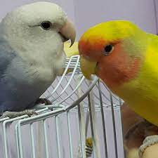 lovebird courtship and mating breeding