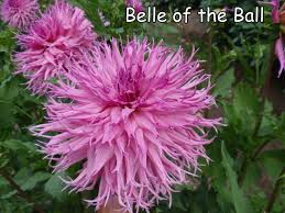 I would add the 2.0 version of the video (made by the same author) suggested by meszerus in the comments, in this second video are shown more ways to get approval and the position of all the halla statuettes if you. Belle Of The Ball Cowlitz River Dahlias Dahlia Image Belle