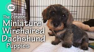 miniature wirehaired dachshund puppies