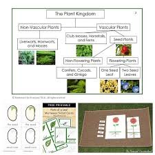 Free Montessori Botany Materials For A Gardening Unit