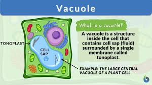 vacuole definition and exles