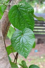health benefits uses of betel leaf