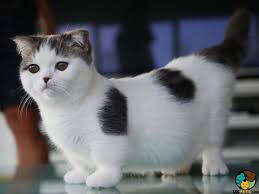 It has been named after the munchkin doughnut. Munchkin Cat Breed Ukpets