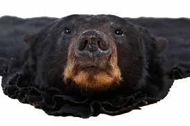 authentic american black bear skin rug