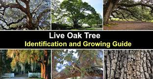 live oak tree leaves bark acorns