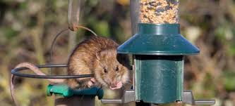How To Protect Bird Feeders In Your