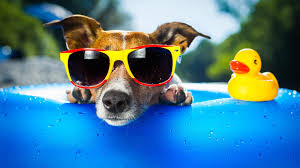 summer cute dogs hd wallpapers for pc