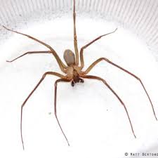 the brown recluse spider facts