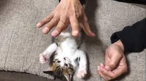 子猫のこちょこちょパーがかわいい - YouTube