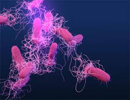 Salmonella bacteria typically live in animal and human intestines and are shed through feces. Diagnosis And Treatment General Information Salmonella Cdc