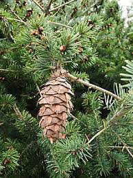 It is somewhat chip prone on the the majority of the douglas fir that is used for flooring comes from the united states and in southern. Douglas Fir Wikipedia