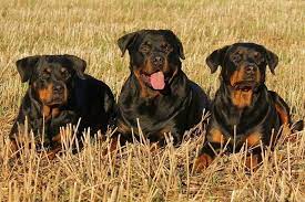 how much should you feed a rottweiler