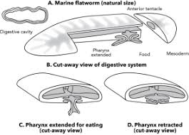 Worms Phyla Platyhelmintes Nematoda And Annelida Manoa