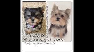 Time Lapse Puppy 12 Weeks To 1 Year Cute Yorkie Misa Minnie