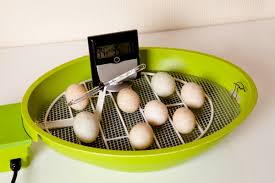 how to incubate en eggs modern