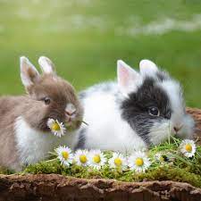 Мини кролики фото