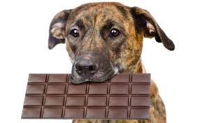 How Much Chocolate Is Toxic For Dogs
