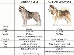American Eskimo Dog Size Chart American Eskimo Size Chart