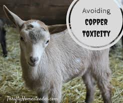 Avoiding Copper Toxicity In Goats The Thrifty Homesteader