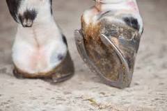 how-long-do-horse-shoes-last