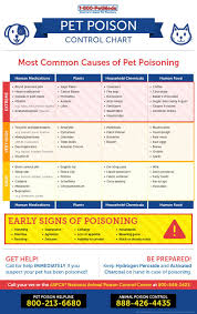 Prevent Accidental Pet Poisoning 1800petmeds Pet