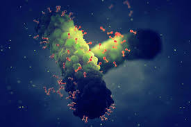 The structure of a virus and how it infects a cell. Are Viruses Alive New Scientist