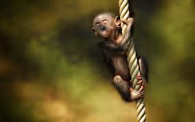 hd wallpaper monkey rope smile hd