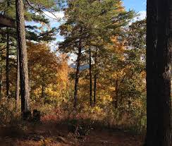 Dry Woodland and Forest Restoration Species